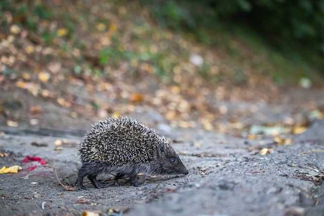 他的未来决 他的未来决