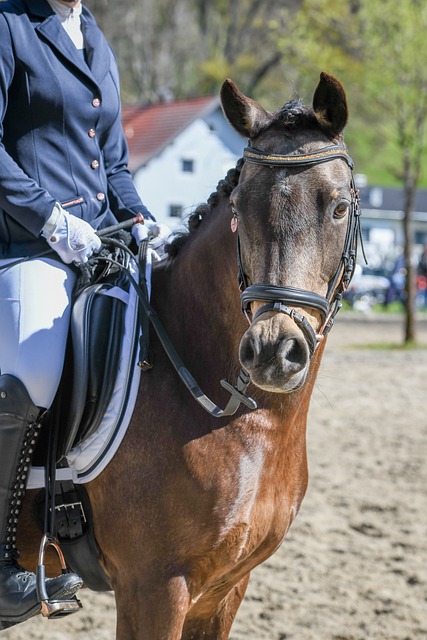 已在皇家馬 已在皇家馬